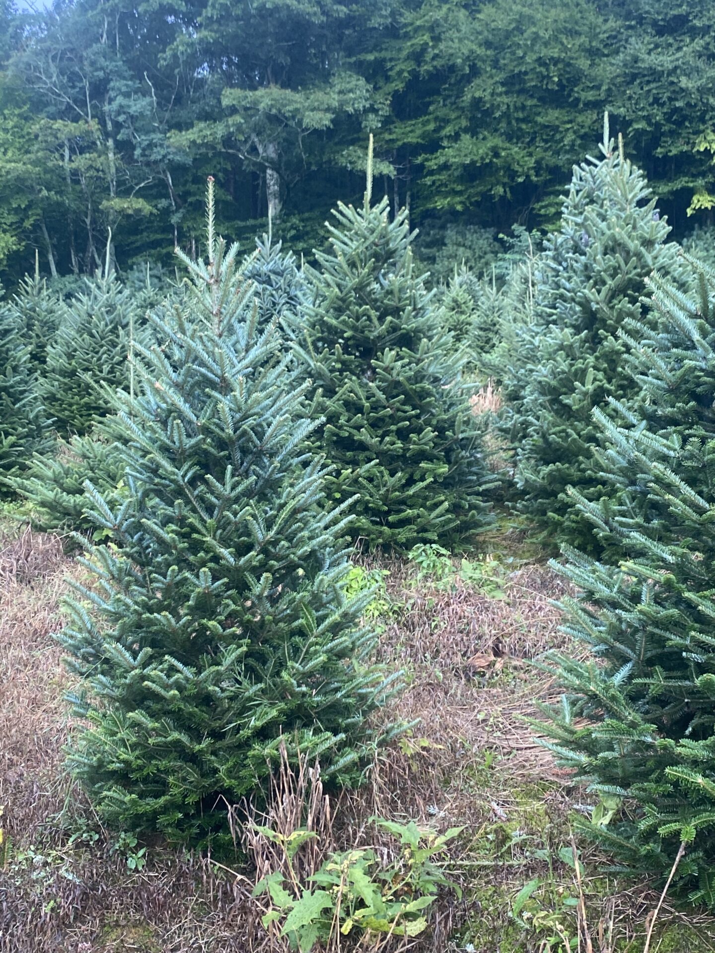 fresh cut christmas trees in charlottesville